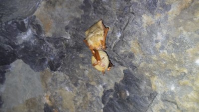 在塔山地區冬眠的金黃鼠耳蝠（高梅婷 攝）